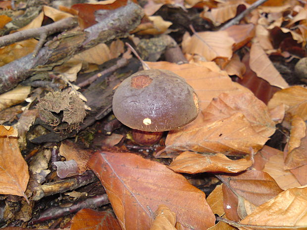 suchohríb Xerocomus sp.