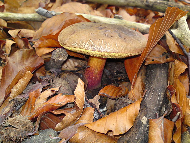 suchohríb Xerocomus sp.