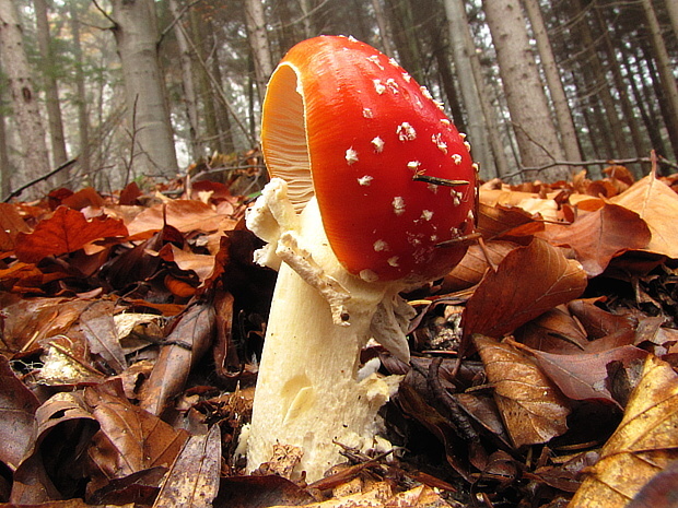 muchotrávka červená Amanita muscaria (L.) Lam.