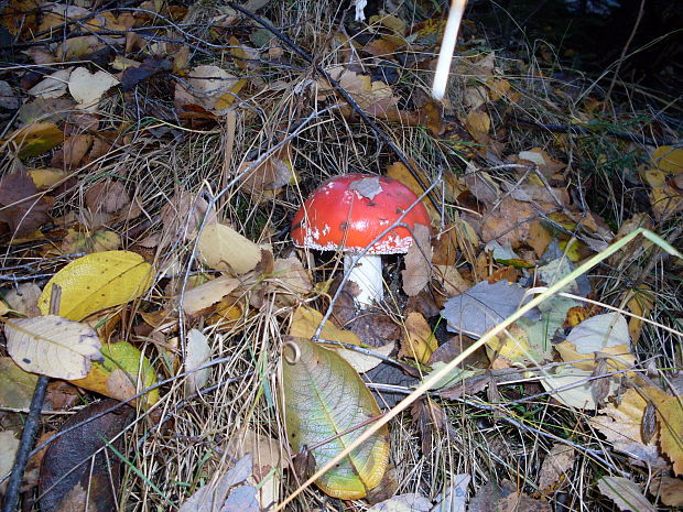 muchotrávka červená Amanita muscaria (L.) Lam.