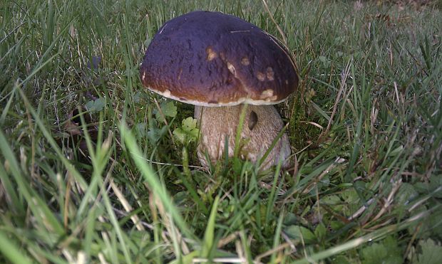 hríb smrekový Boletus edulis Bull.