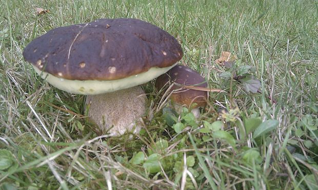 hríb smrekový Boletus edulis Bull.