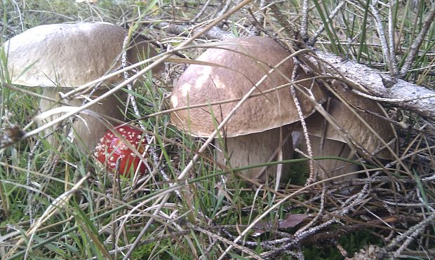 hríb smrekový, muchotrávka červená Boletus edulis Bull.