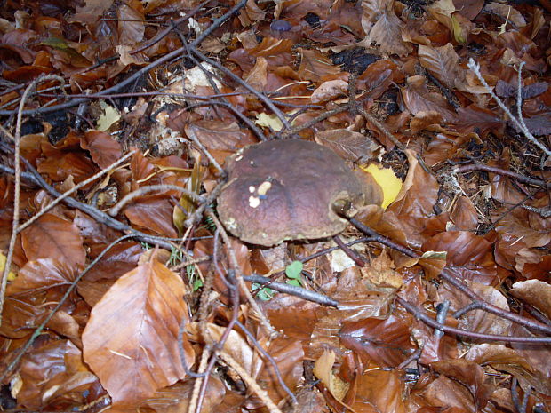 suchohríb červenohnedý Boletus ferrugineus Schaeff.