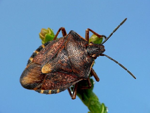 bzdocha Carpocoris purpureipennis De Geer, 1773