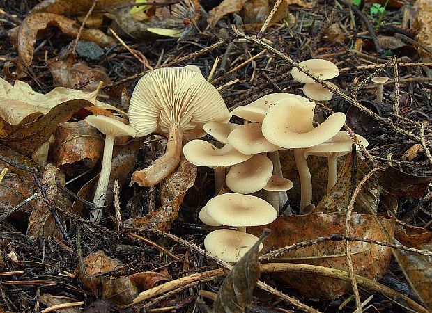 strmuľka voňavá Clitocybe fragrans (With.) P. Kumm.