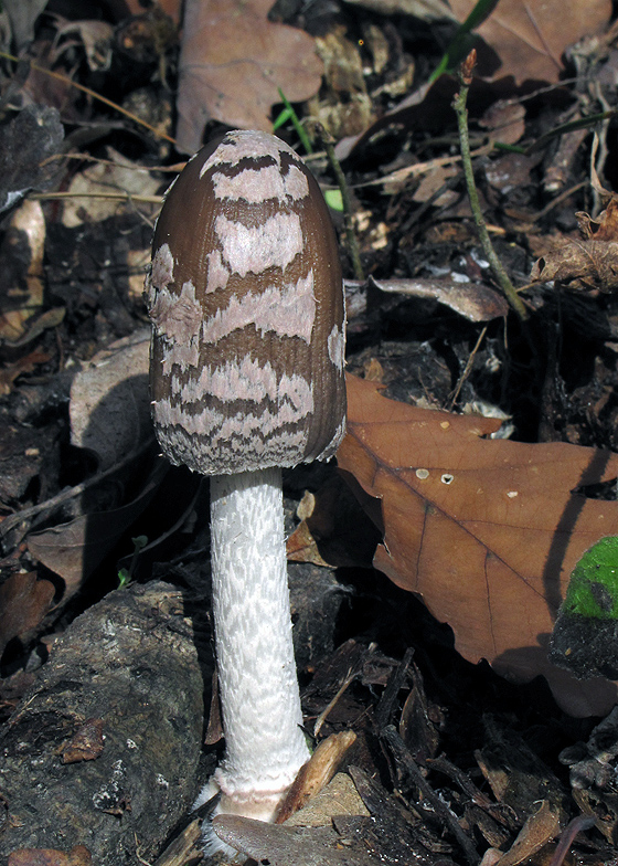 hnojník strakatý Coprinopsis picacea (Bull.) Redhead, Vilgalys & Moncalvo