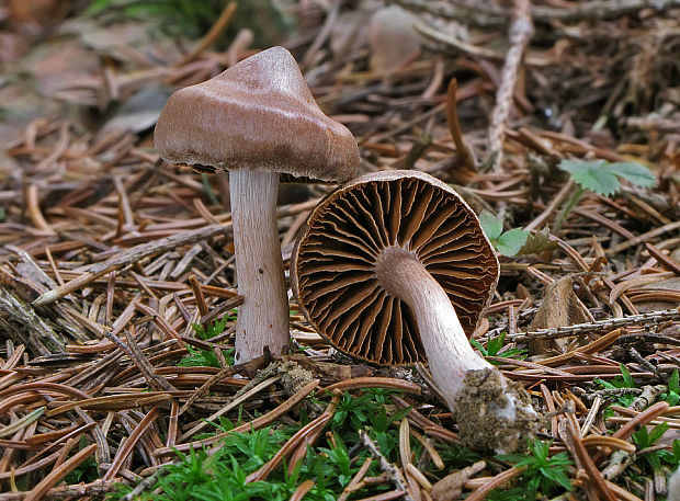 pavučinovec Cortinarius sp.