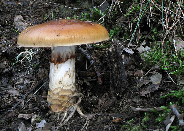 pavučinovec osikový Cortinarius trivialis ? J.E. Lange