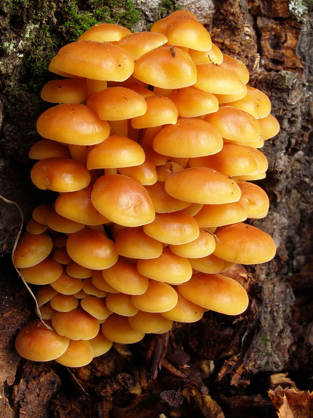 plamienka Flammulina sp.