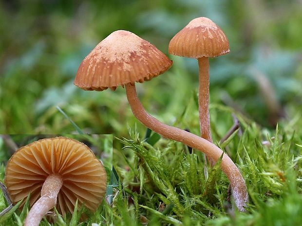 kapucňovka hladká Galerina graminea (Velen.) Kühner