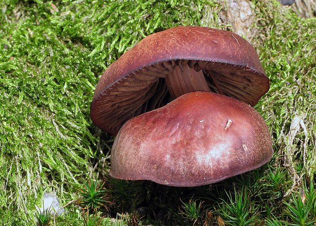 peniazovka vretenovitohlúbiková Gymnopus fusipes (Bull.) Gray