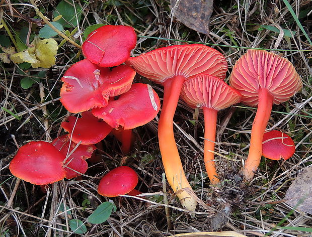 lúčnica šarlátová Hygrocybe coccinea (Schaeff.) P. Kumm.