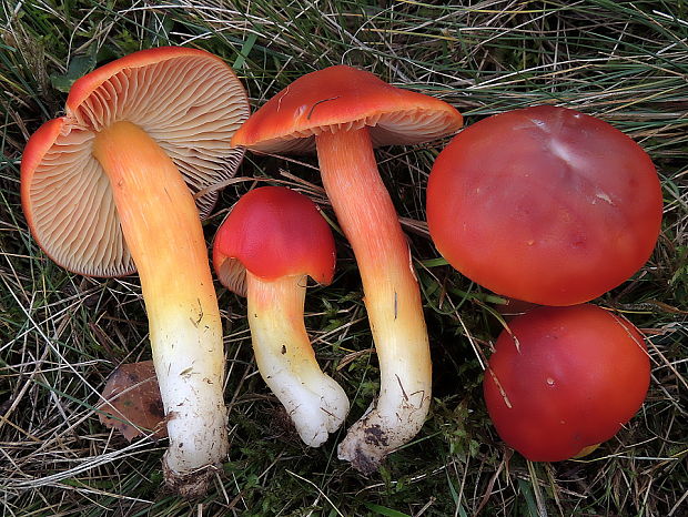 lúčnica granátovočervená Hygrocybe punicea (Fr.) P. Kumm.