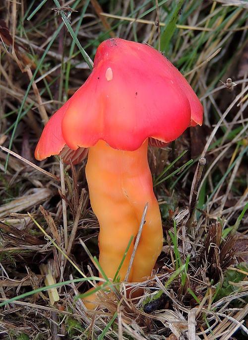 lúčnica nádherná Hygrocybe splendidissima (P.D. Orton) M.M. Moser