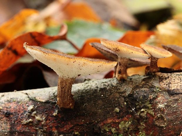 trúdnik zimný Lentinus brumalis (Pers.) Zmitr.