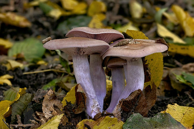 pôvabnica fialová Lepista nuda (Bull.) Cooke