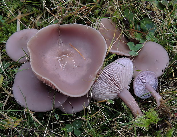 pôvabnica ružovkastá Lepista sordida (Schumach.) Singer