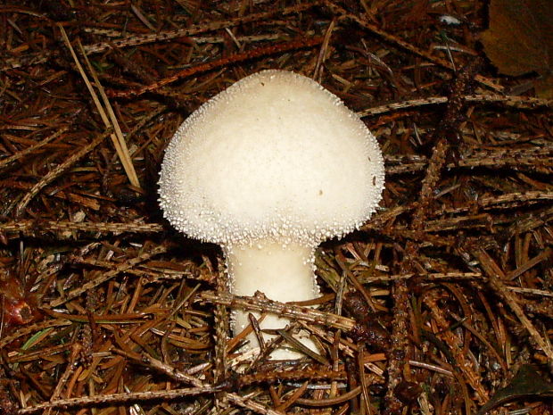 prášnica bradavičnatá Lycoperdon perlatum Pers.