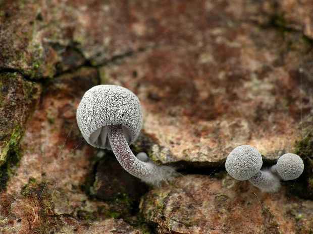 prilbička Mycena meliigena (Berk. & Cooke) Sacc.