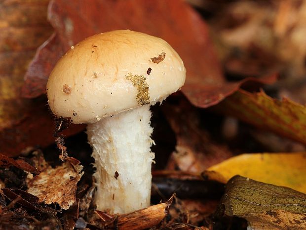 šupinovka hlinovookrová Pholiota lenta (Pers.) Singer