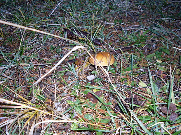 masliak smrekovcový Suillus grevillei (Klotzsch) Singer