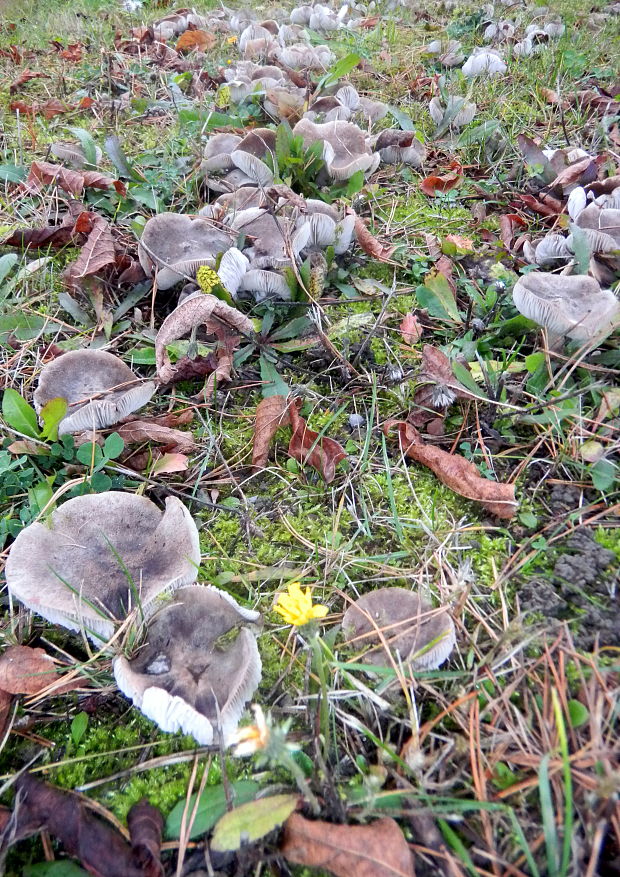 čírovka zemná Tricholoma terreum (Schaeff.) P. Kumm.