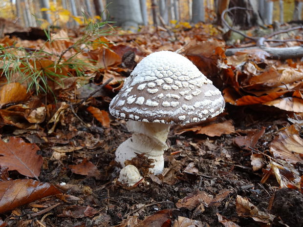 muchotrávka tigrovaná Amanita pantherina (DC.) Krombh.