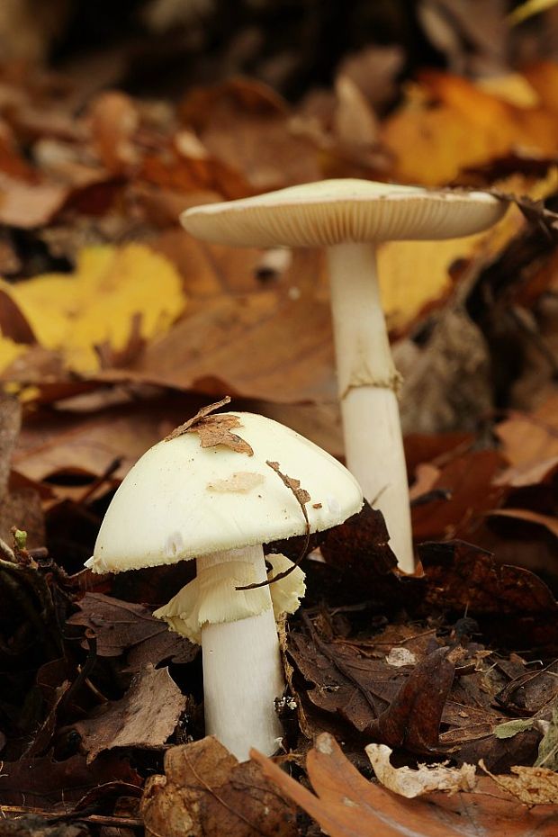 muchotrávka zelená Amanita phalloides (Vaill. ex Fr.) Link