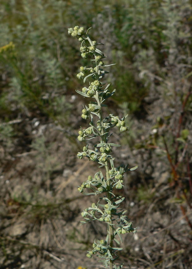 palina pontická Artemisia pontica L.