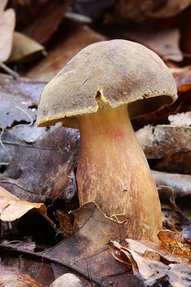 hríb bronzový Boletus aereus Bull. ex Fr.