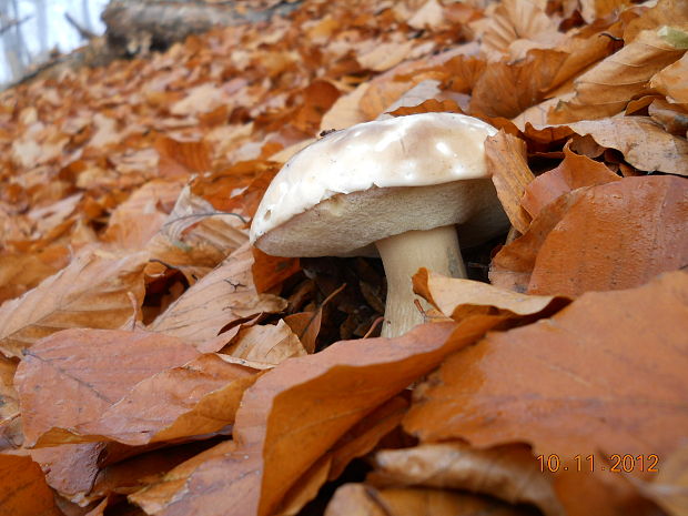 hríb smrekový Boletus edulis Bull.