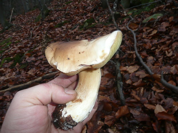 hríb smrekový Boletus edulis Bull.