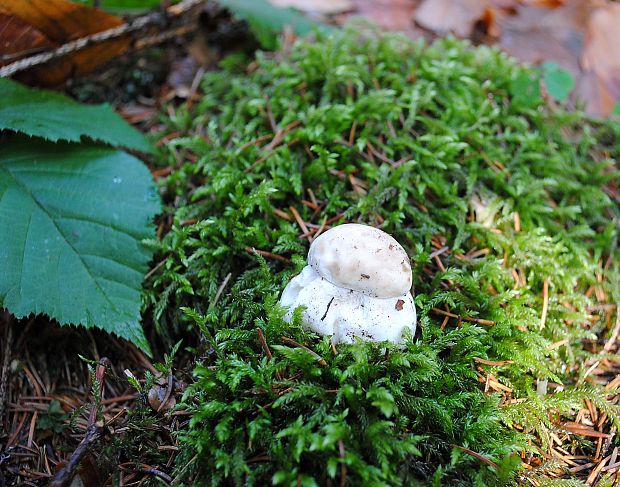 hríb smrekový Boletus edulis Bull.