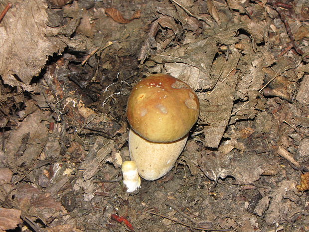 hríb dubový Boletus reticulatus Schaeff.