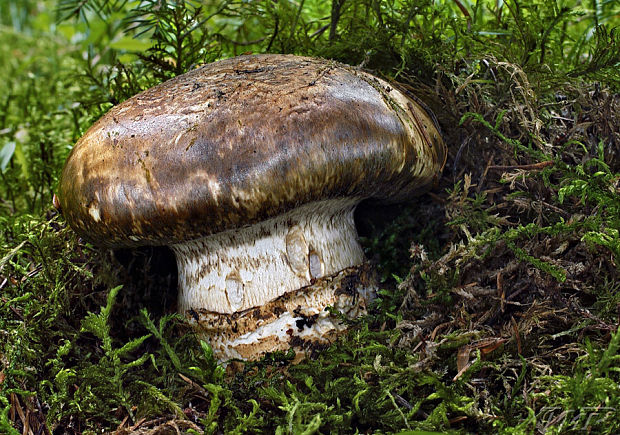 náramkovka cisárska Catathelasma imperiale (P. Karst.) Singer