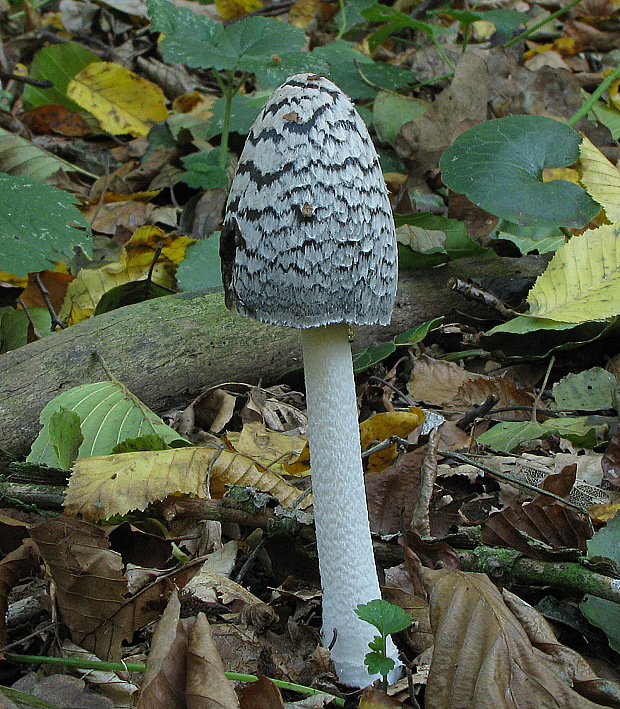 hnojník strakatý Coprinopsis picacea (Bull.) Redhead, Vilgalys & Moncalvo