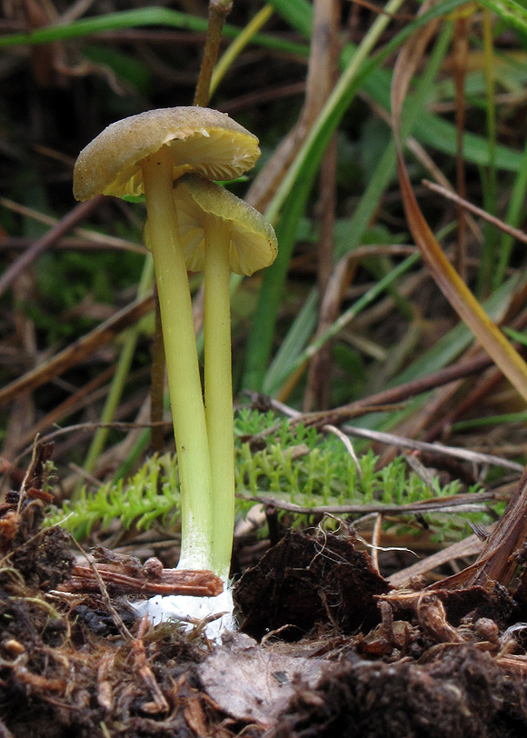 hodvábnica zelenohlúbiková Entoloma incanum (Fr.) Hesler