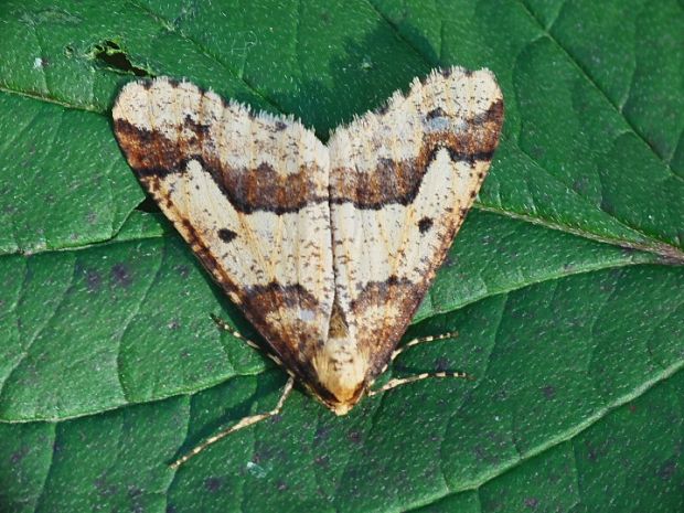 piadivka zimná Erannis defoliaria