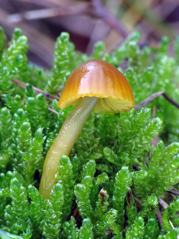 lúčnica žltozelená Gliophorus psittacinus (Schaeff.) Herink