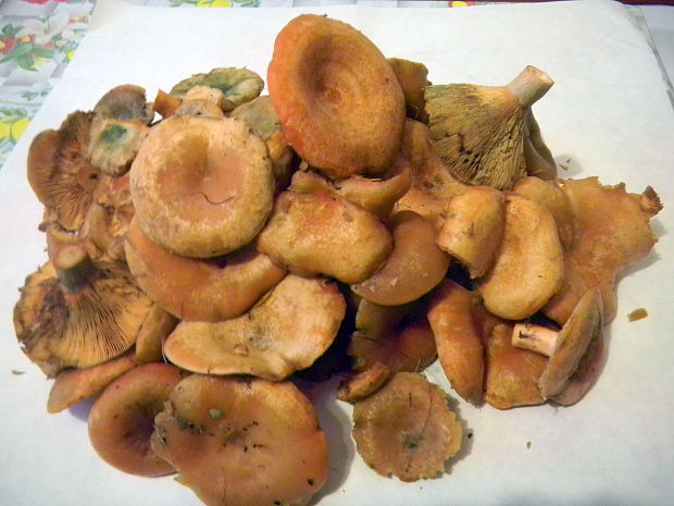 rýdzik vrchovský Lactarius salicis-reticulatae Kühner