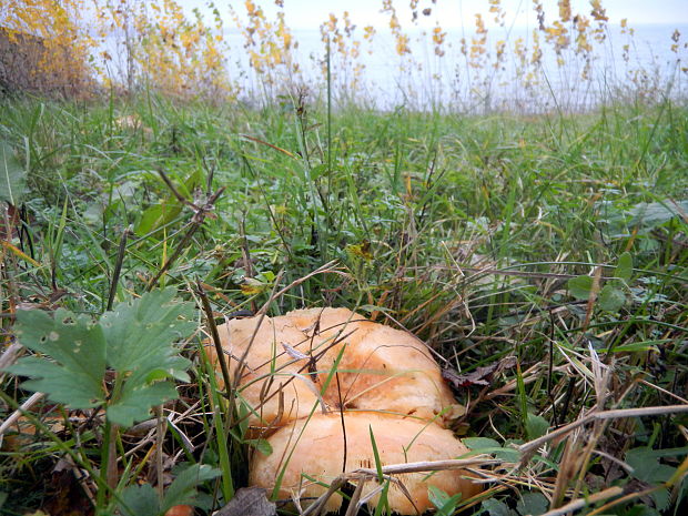 rýdzik vrchovský Lactarius salicis-reticulatae Kühner