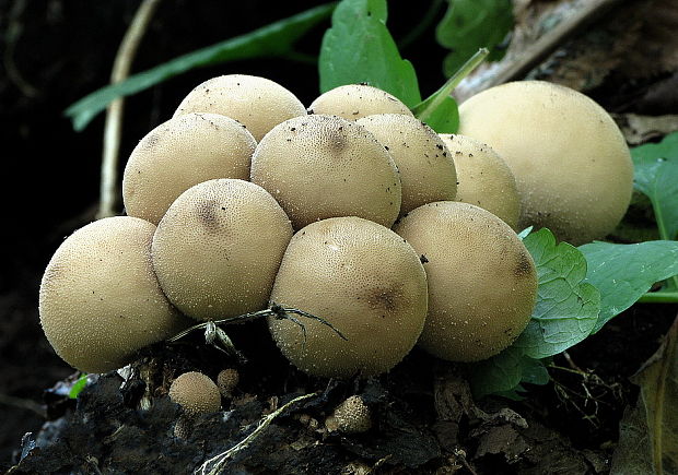 prášnica hruškovitá Lycoperdon pyriforme Schaeff.