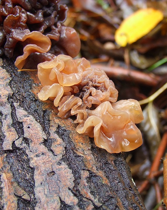 rôsolovka lupeňovitá Phaeotremella foliacea (Pers.) Wedin, J.C. Zamora & Millanes