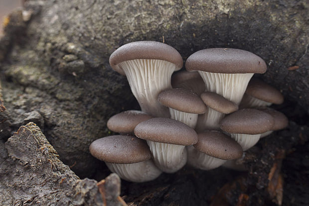 hliva ustricovitá Pleurotus ostreatus (Jacq.) P. Kumm.