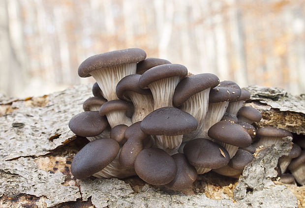 hliva ustricovitá Pleurotus ostreatus (Jacq.) P. Kumm.