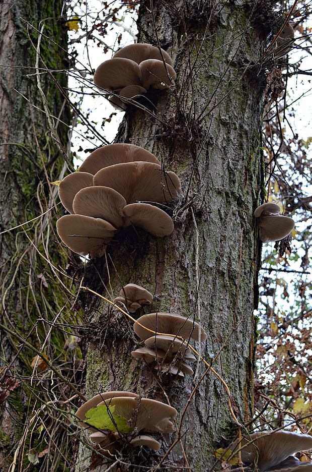 hliva ustricovitá Pleurotus ostreatus (Jacq.) P. Kumm.