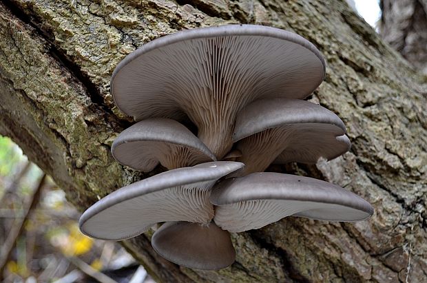 hliva ustricovitá Pleurotus ostreatus (Jacq.) P. Kumm.