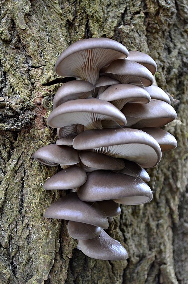 hliva ustricovitá Pleurotus ostreatus (Jacq.) P. Kumm.