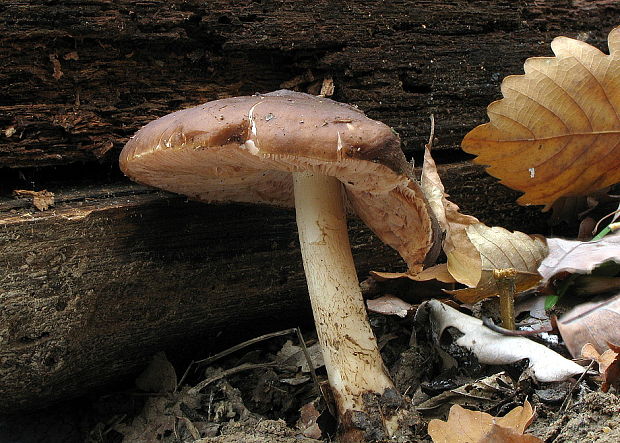 štítovka tmavohnedá Pluteus podospileus Sacc. & Cub.